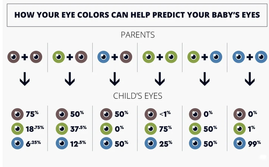 Parents&#x27; different eye-color combos and likely results, from two sets of brown eyes = brown eyes 75% of the time, green 18.75%, and blue 6.25%; set of blue and of brown = 50% brown and 50% blue; and two sets of blue = brown 0%, green 1%, and blue 99%