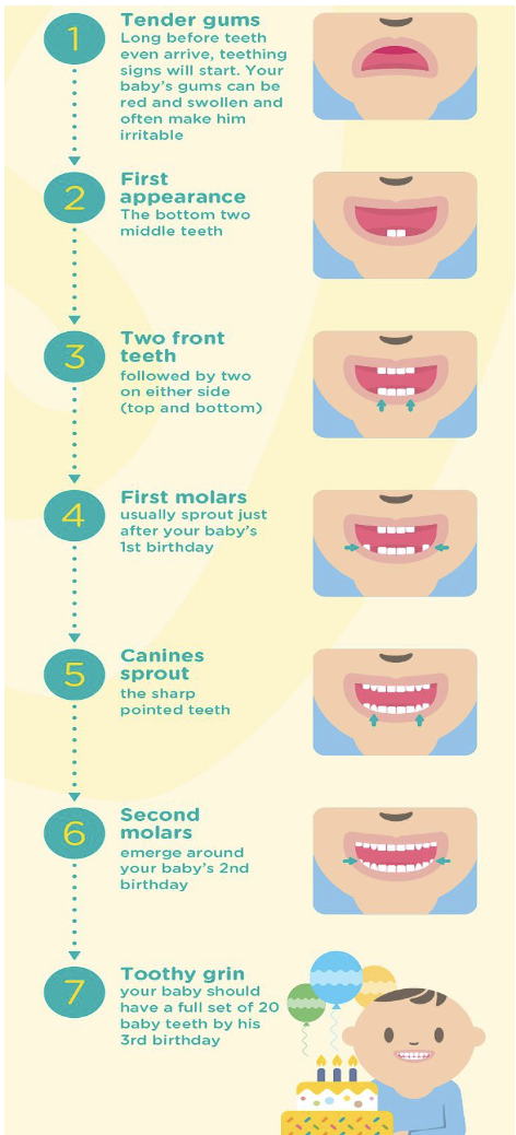 Illustrations showing a seven-step process from tender gums and teething to a toothy grin (by their third birthday)
