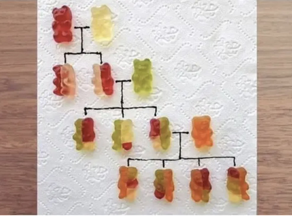 Different-colored gummy bears showing the different combinations of a family tree, using red, yellow, and green candies