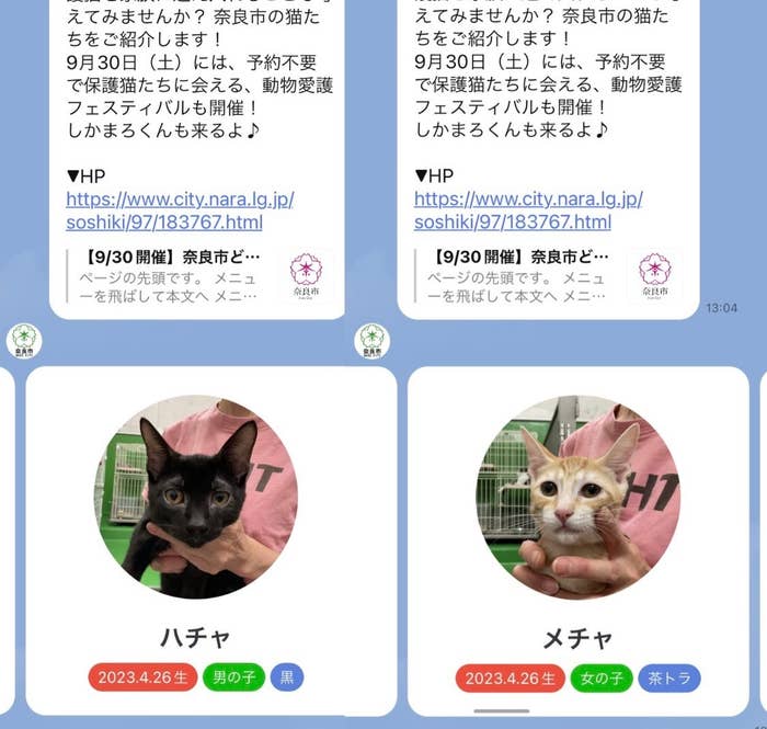 ハチャとメチャの飼い主募集（しまだあやさんが紹介した奈良市公式LINEより）
