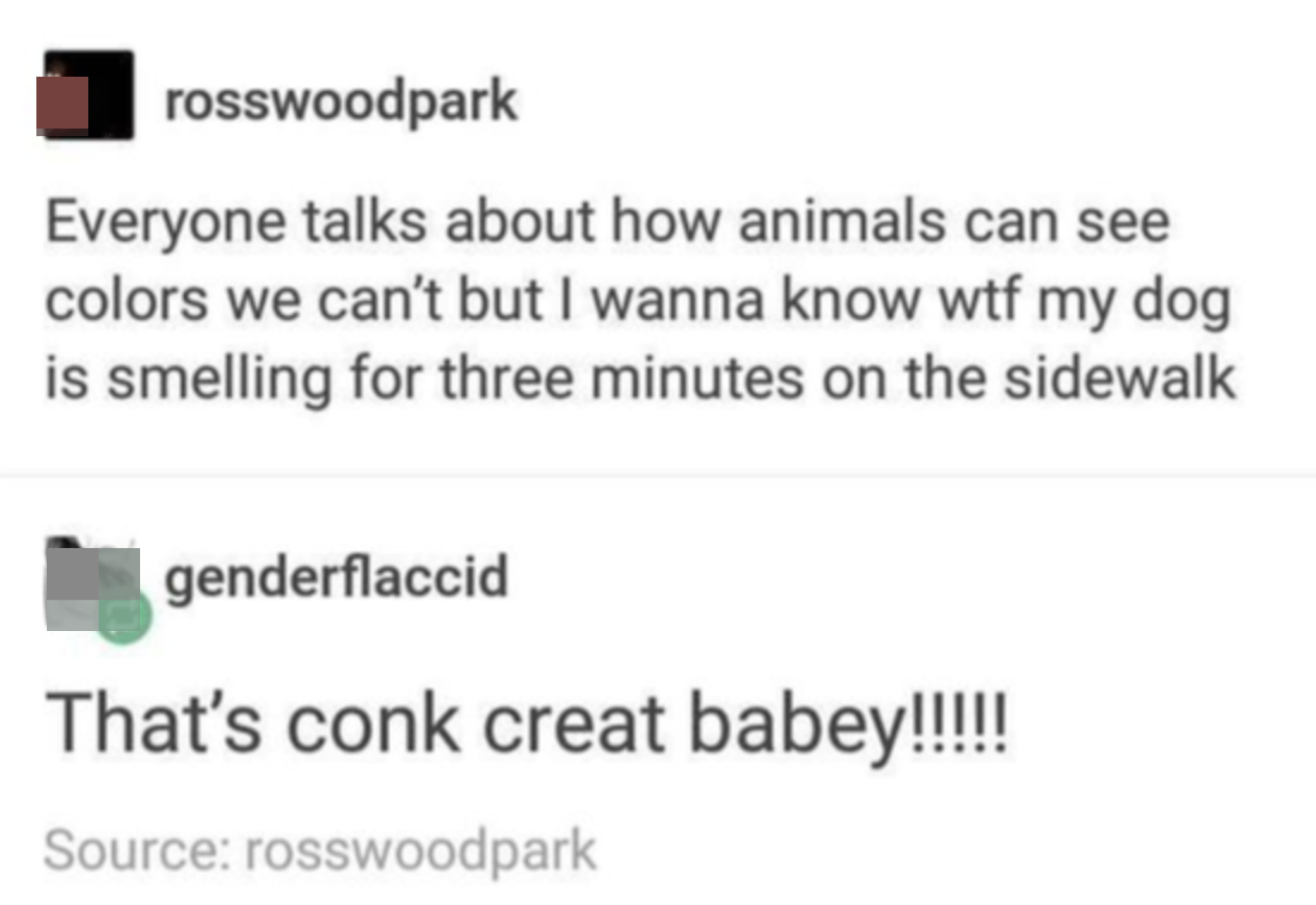 &quot;Everyone talks about how animals can see colors we can&#x27;t, but I wanna know wtf my dog is smelling for three minutes on the sidewalk,&quot; &quot;That&#x27;s conk creat babey!!!&quot;