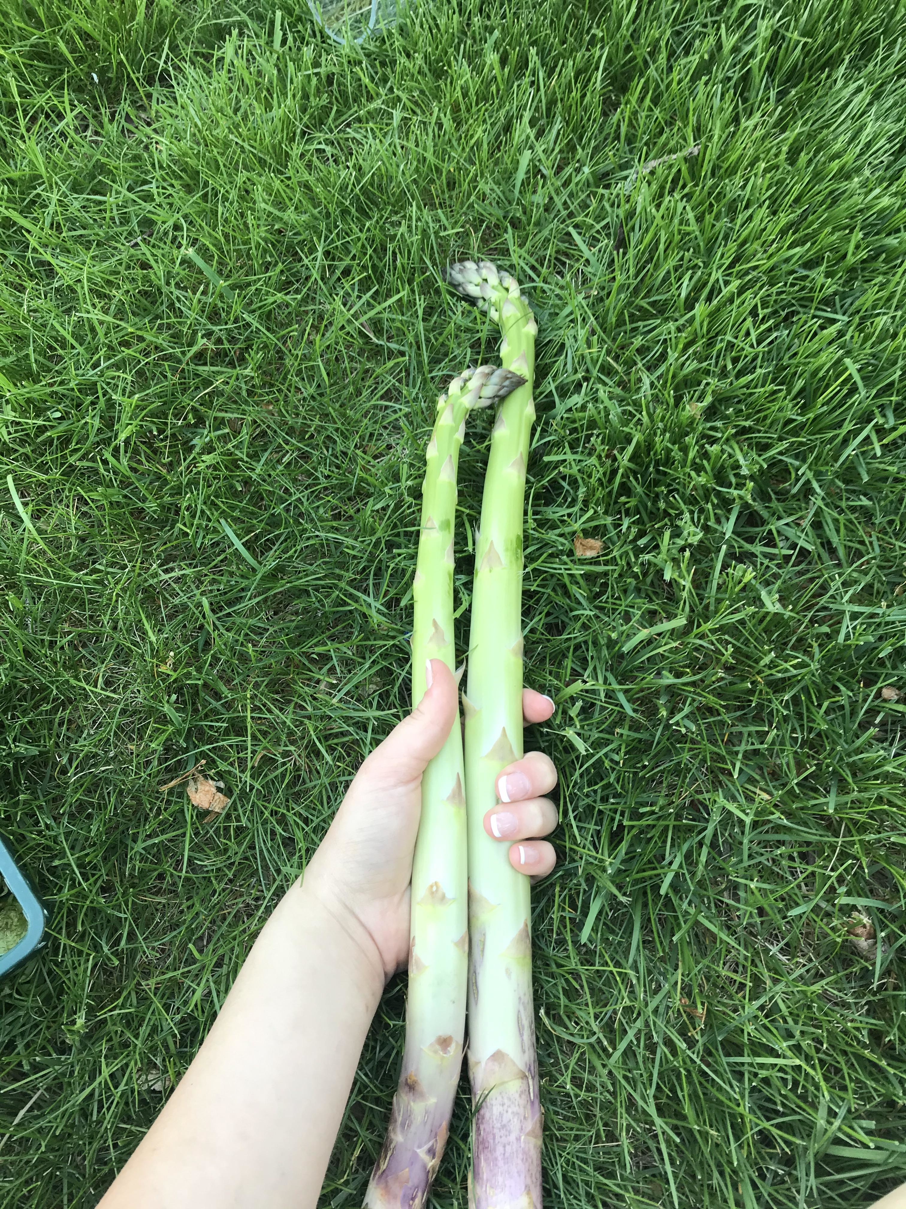 large asparagus