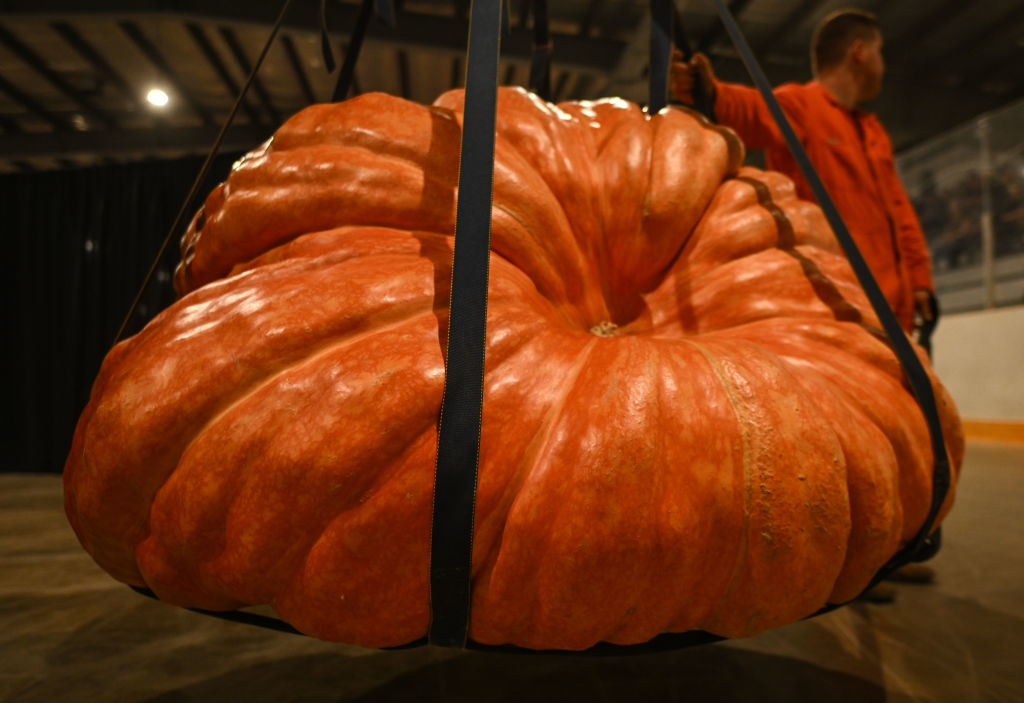 a giant pumpkin
