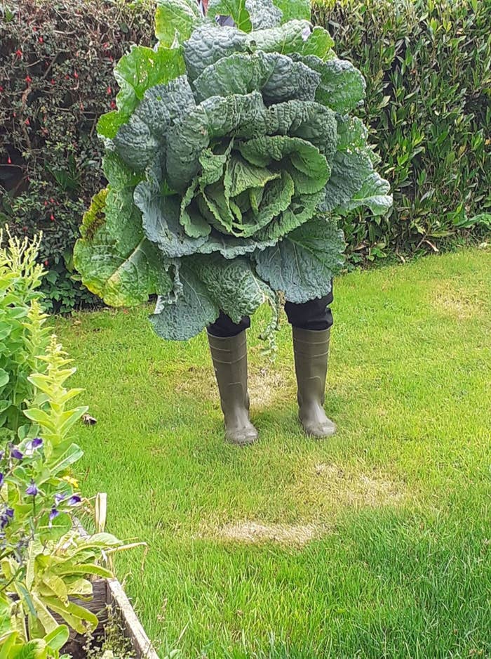 a giant cabbage