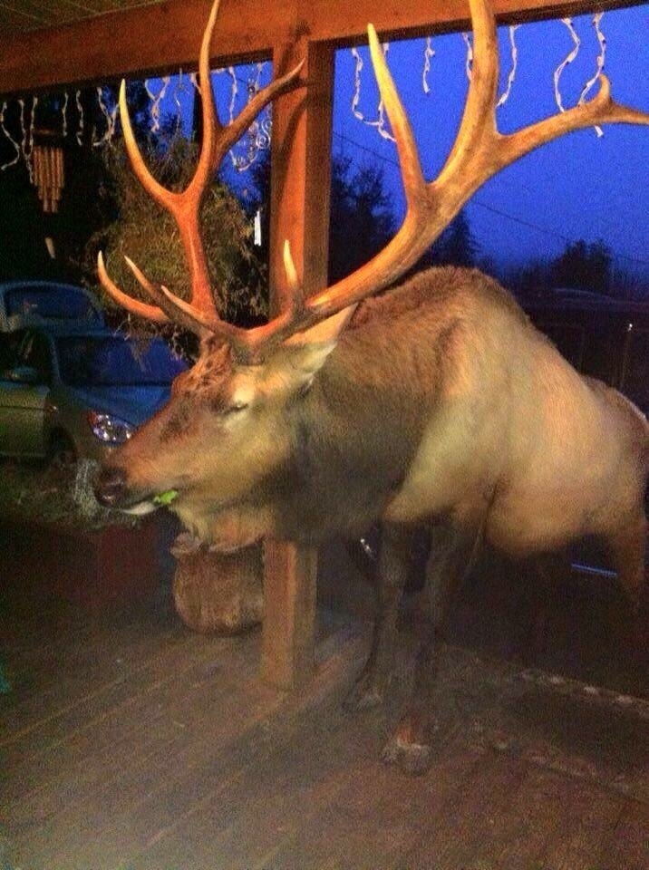 a giant elk