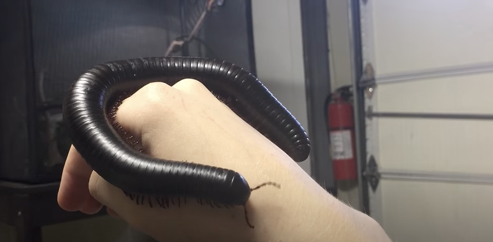 a giant millipede