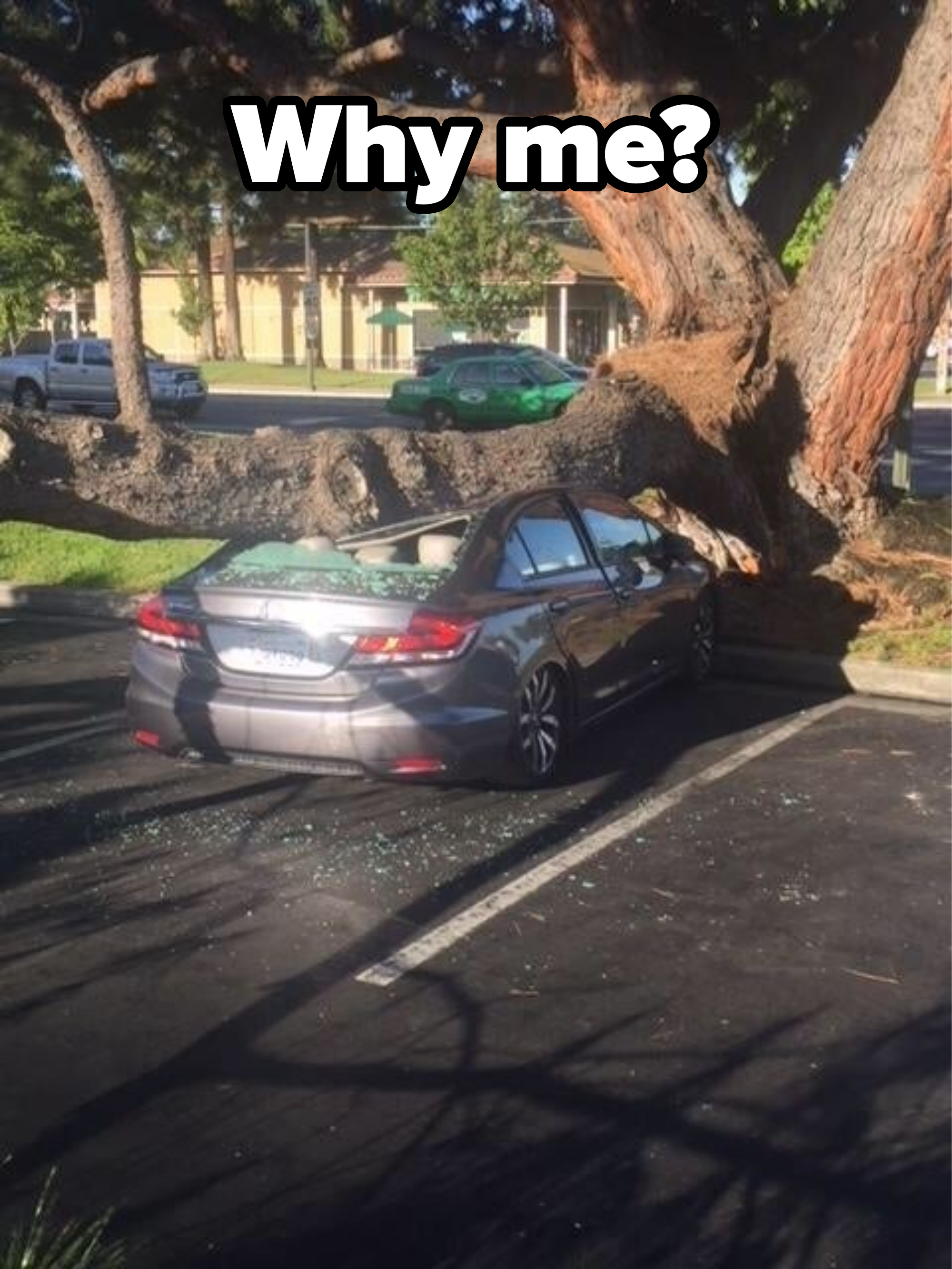 A car crushed by a tree, with caption &quot;Why me?&quot;