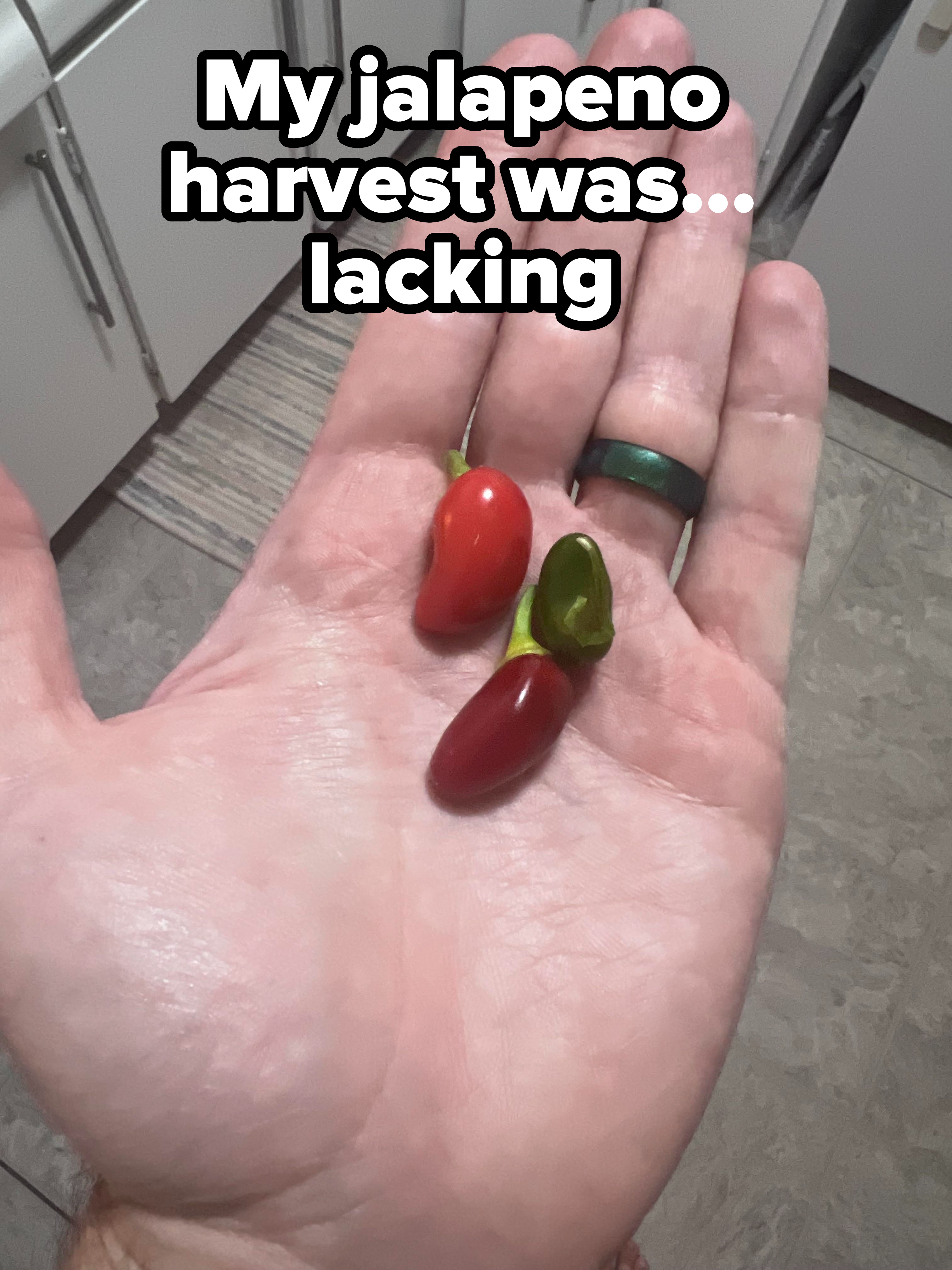 Someone&#x27;s jalapeño harvest in their palm, consisting of three tiny peppers