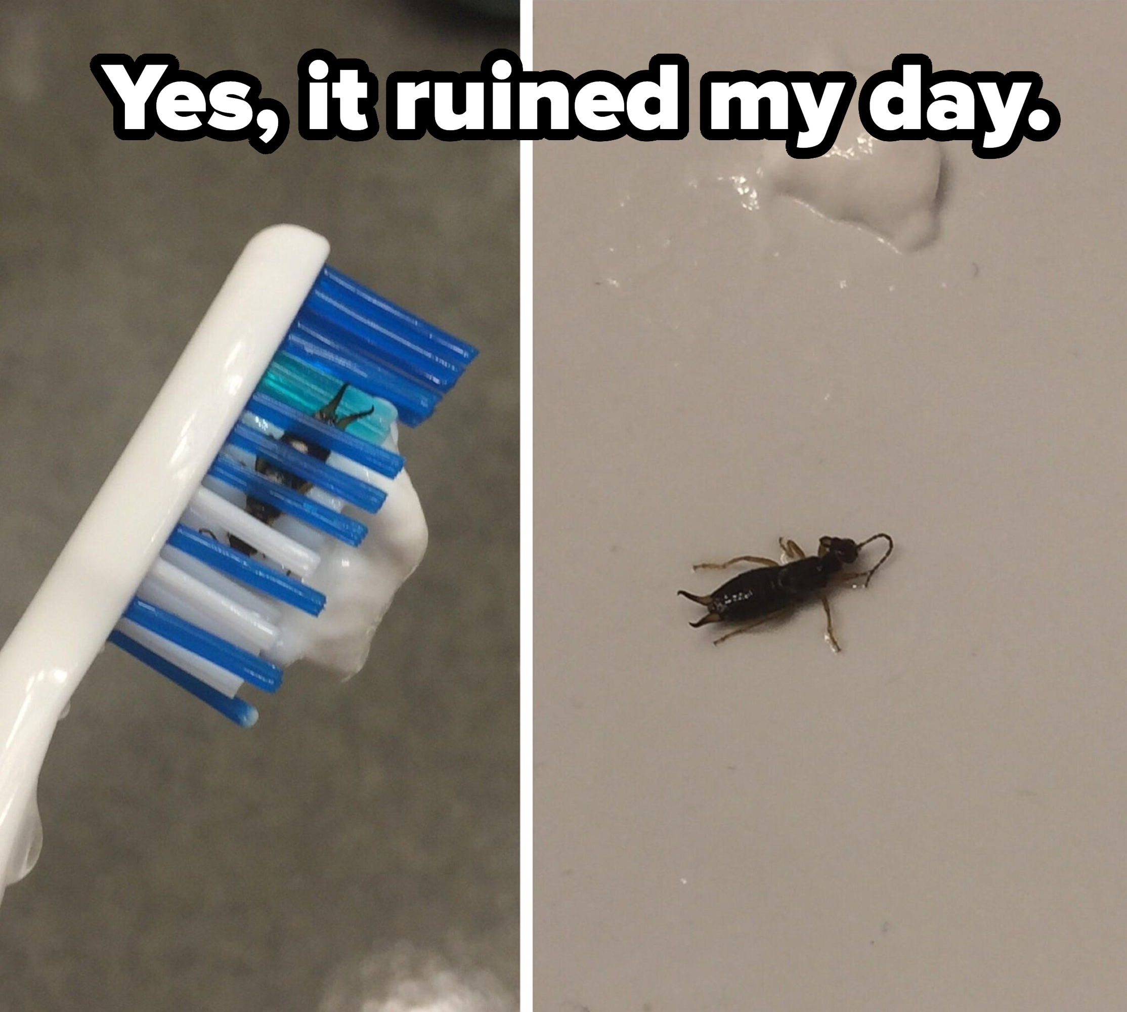 A dead bug in someone&#x27;s toothbrush, with caption, &quot;Yes, it ruined my day&quot;
