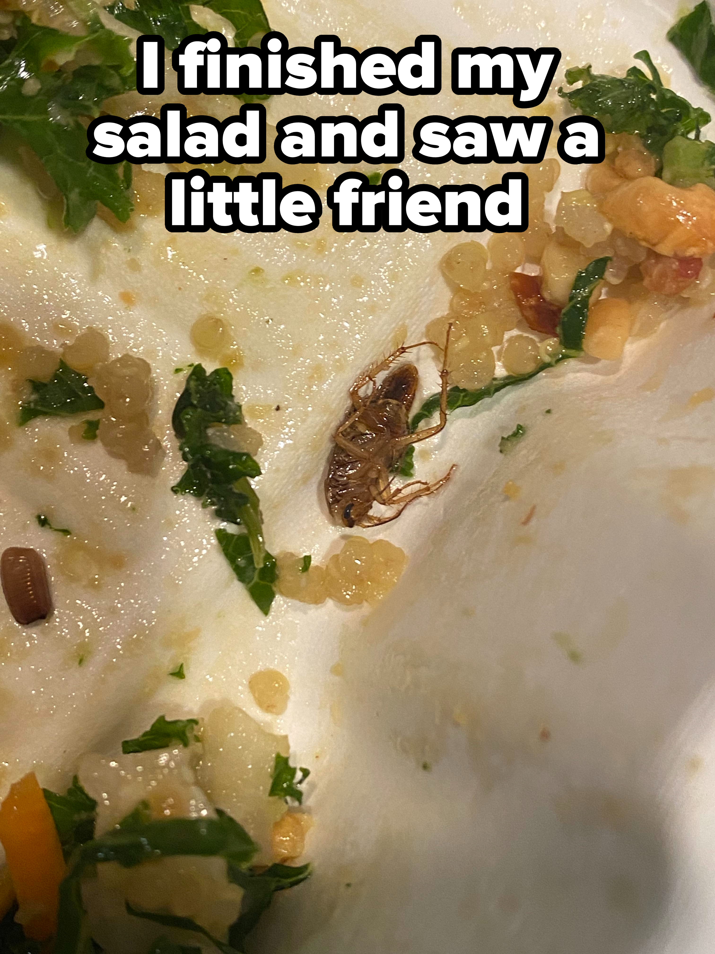 A dead cockroach amid the dregs of someone&#x27;s salad