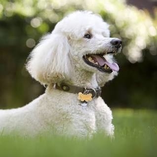 A White Poodle Standing In Grass, Mouth Open Wide.