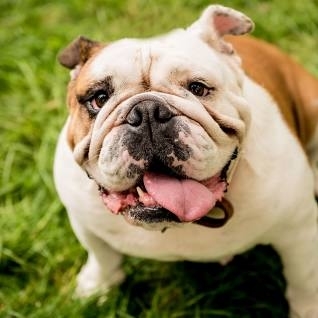 Portrait of cute english bulldog at the park