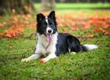 Boarder Collie Laying Down In Grass With His Tongue Out And A Leaf Pile In The Background. 