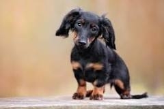 Dachshund Standing On A Floor With It&#x27;s Head Tilted.