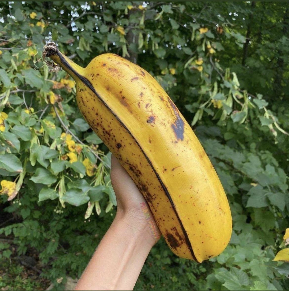 a giant banana