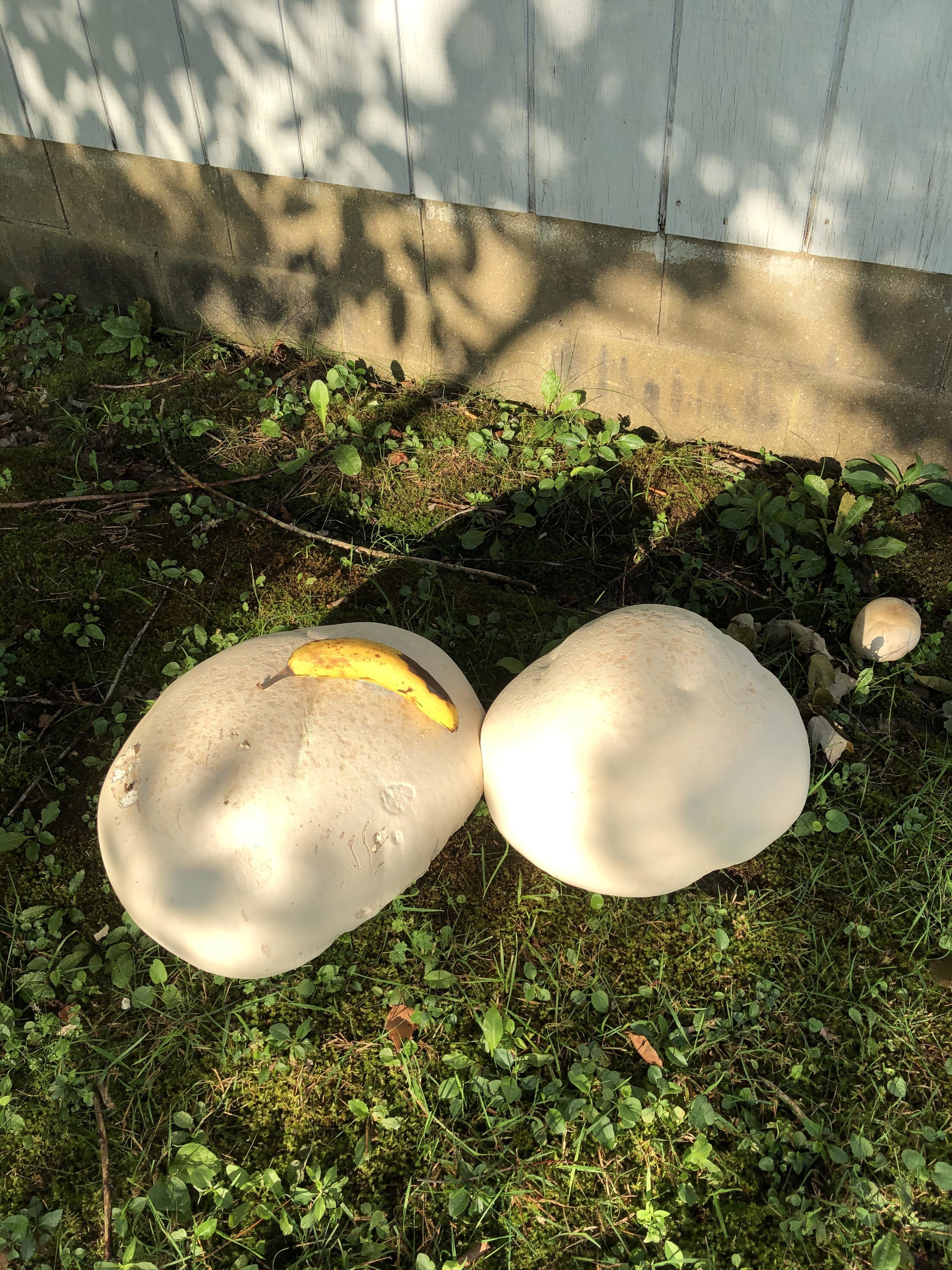 giant mushrooms