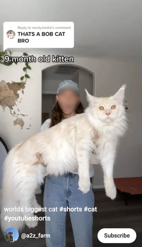 A woman holding a 9-month-old Maine coon that she can barely hold