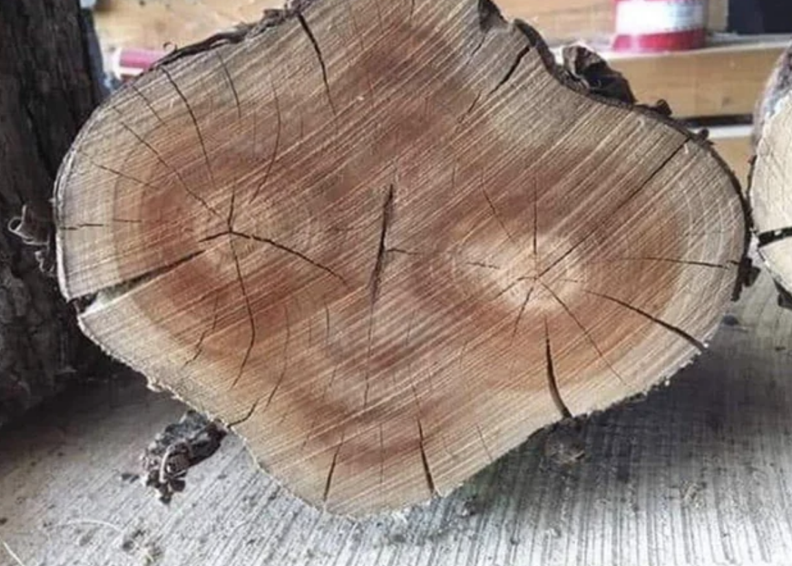a face on a tree stump