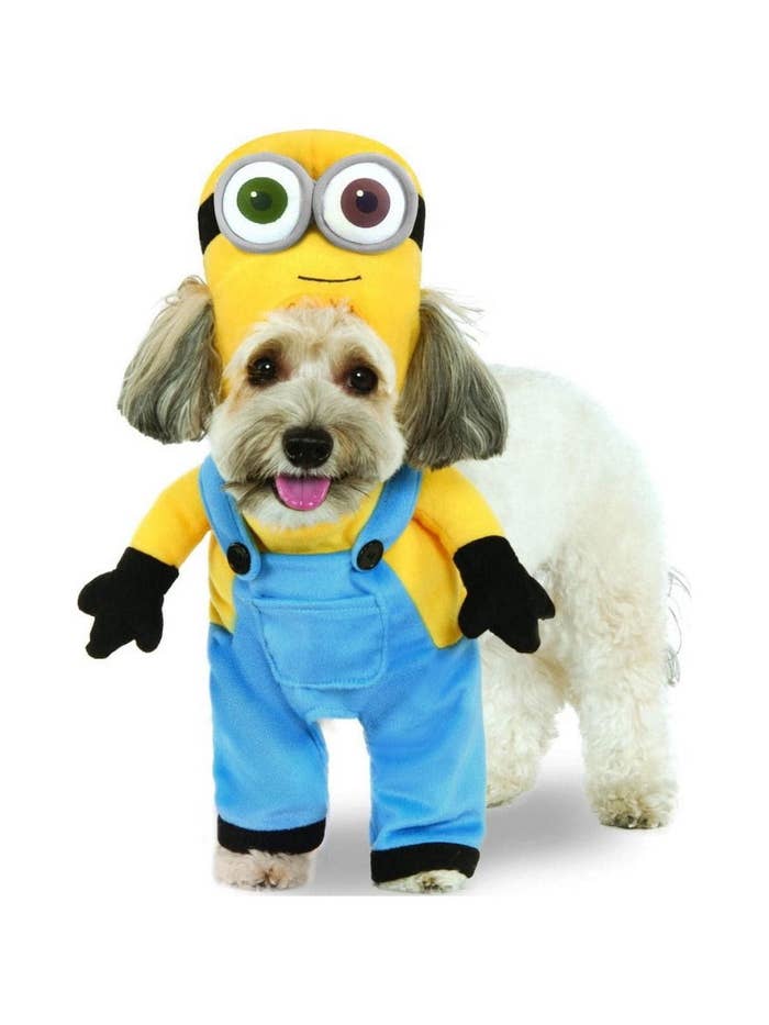a small dog dressed as a minion