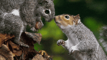 A squirrel calmly taking a nut from another squirrel