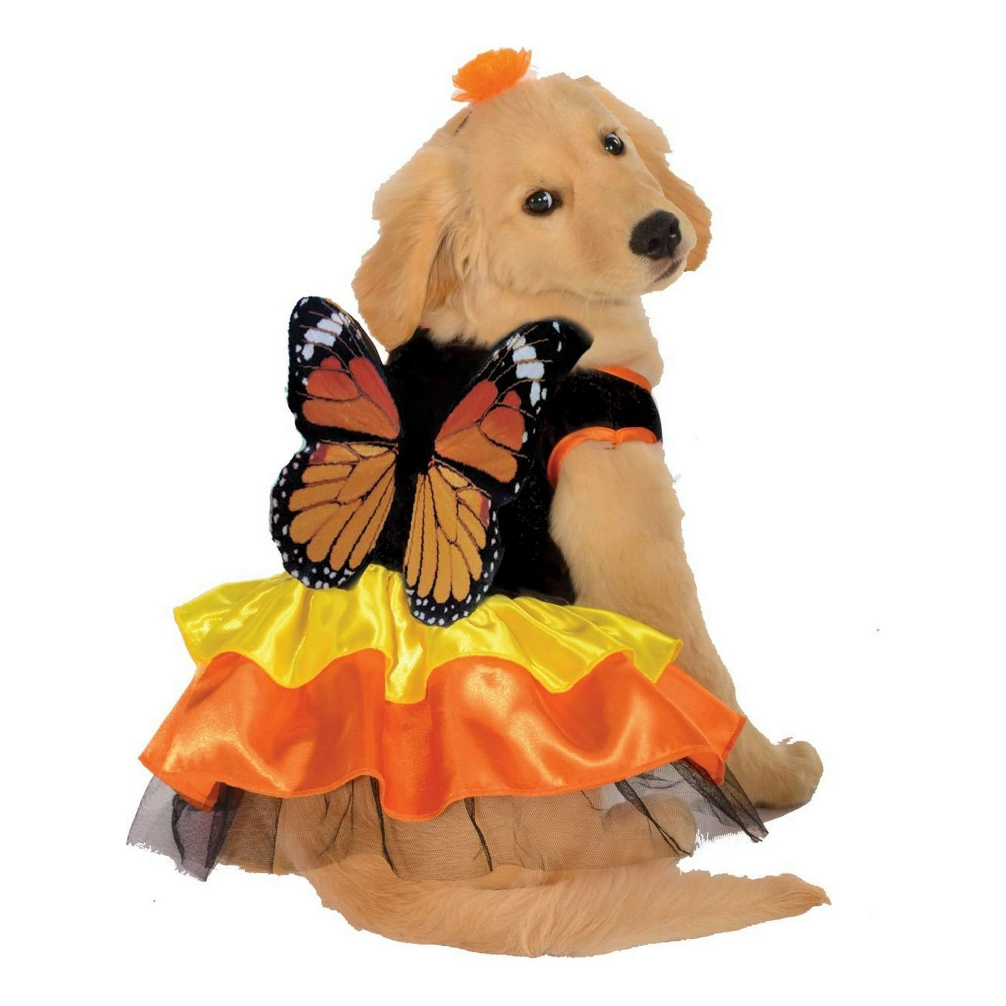 butterfly costume on dog