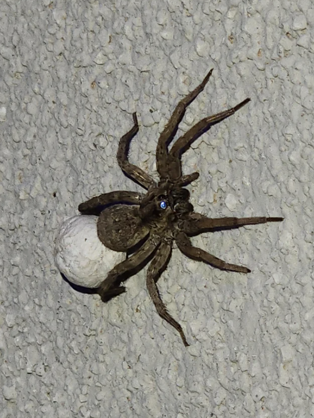 Close-up of a huge spider