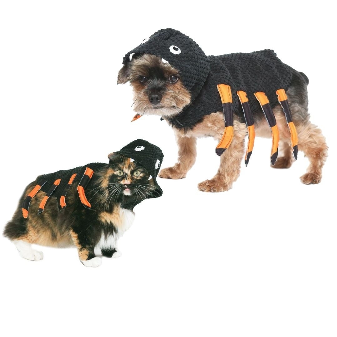 dog and cat in matching spider costumes