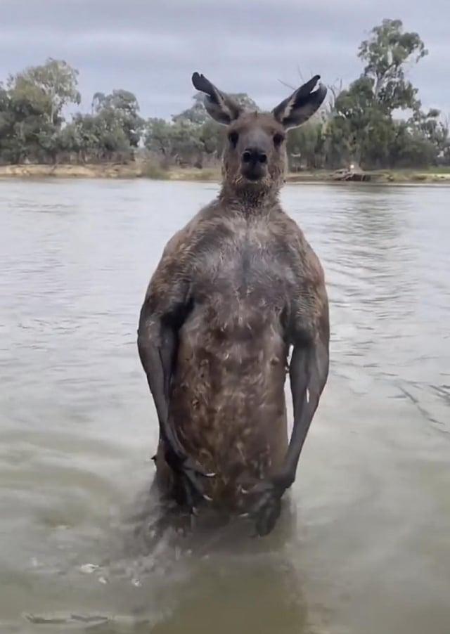 A big kangaroo