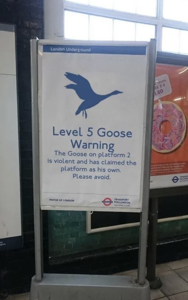 level 5 goose warning