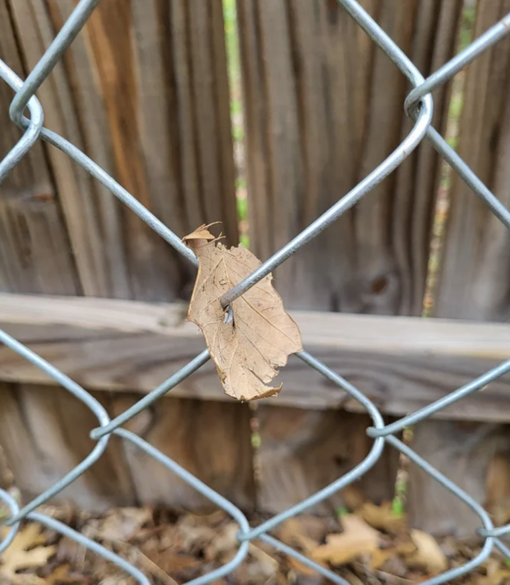 An impaled leaf