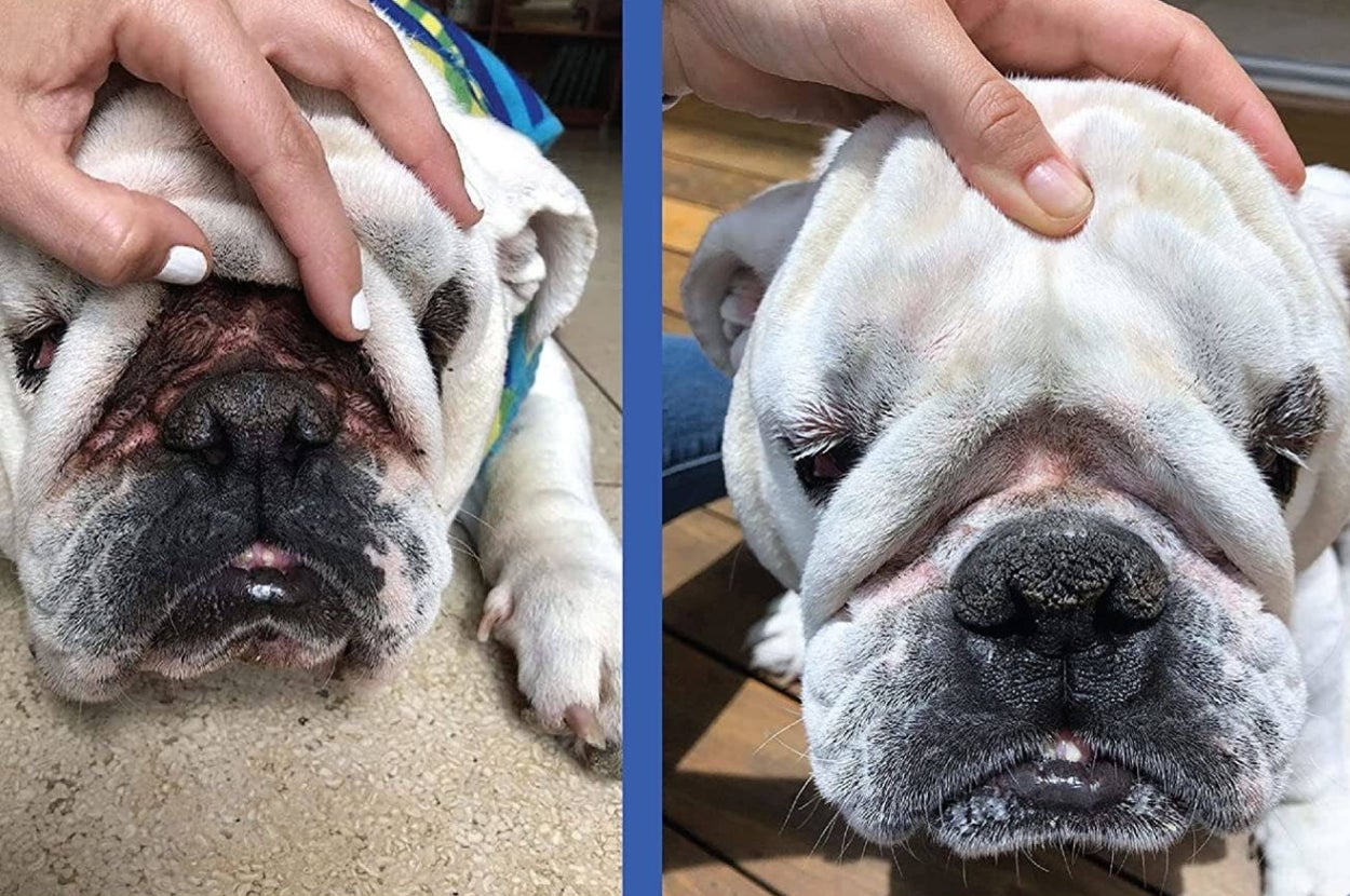 L: hand holding up a bulldog's skin folds showing how dirty they are R: the same dog whose skin folds are now wiped clean