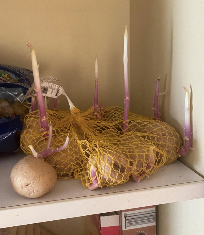 Potatoes in a mesh bag have grown roots that look like candles