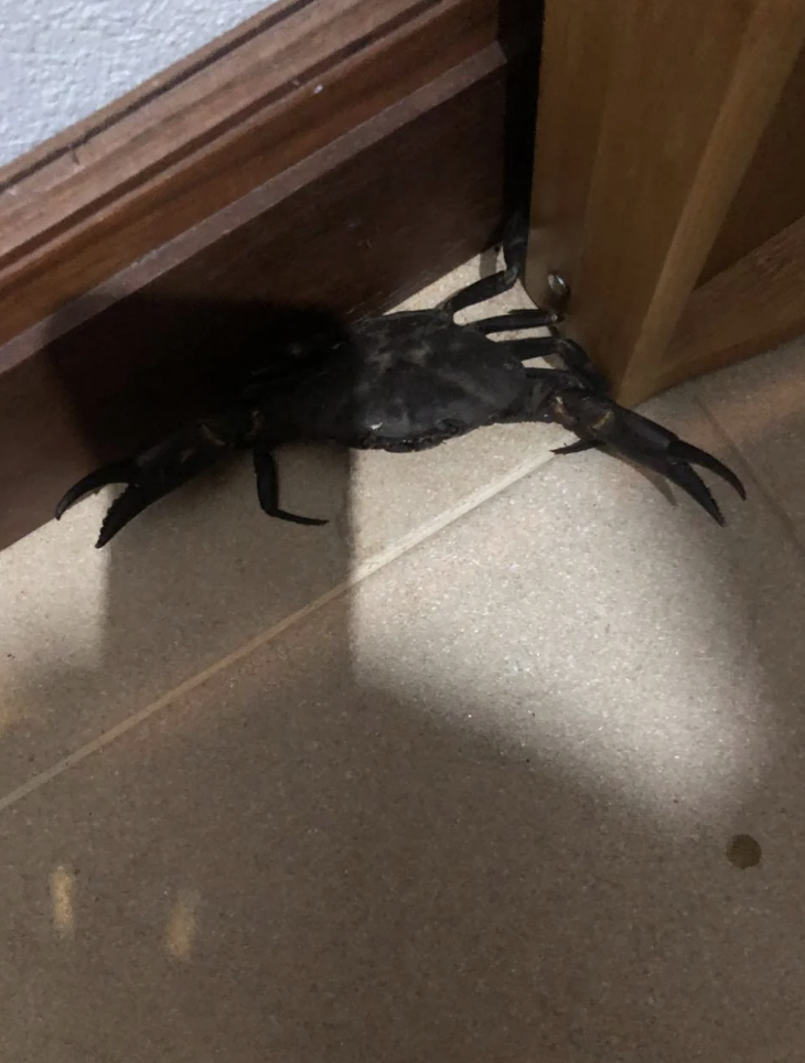 A black crab