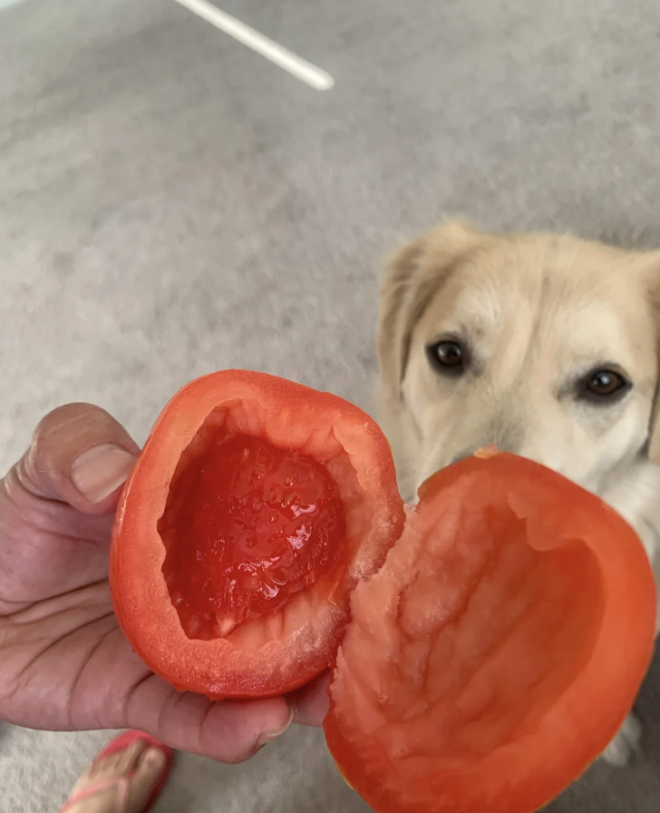 An empty tomato