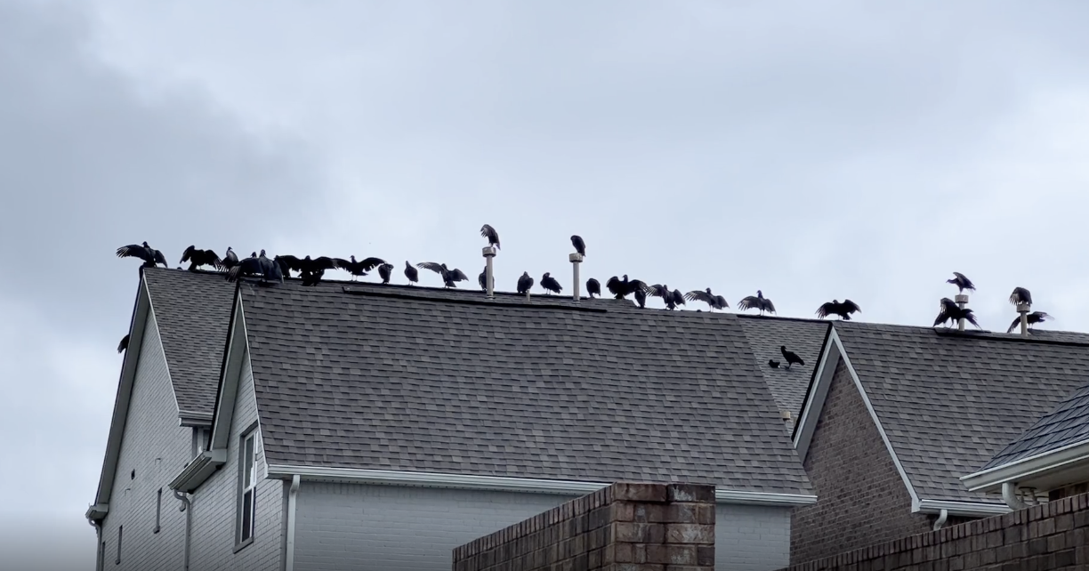 A bunch of vultures on a rooftop