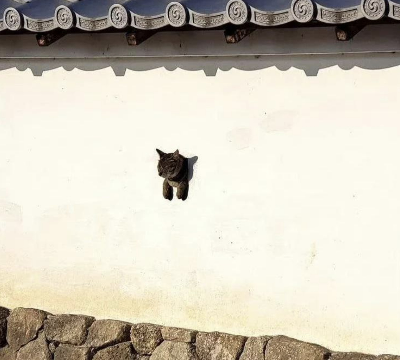 A cat coming out of a wall