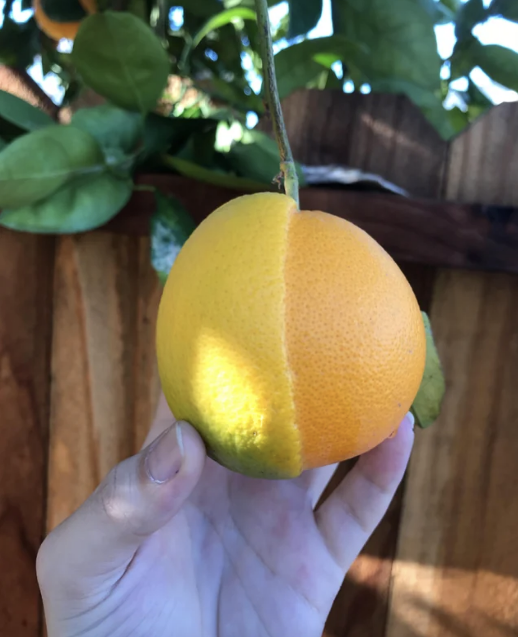 A half-lemon, half-orange