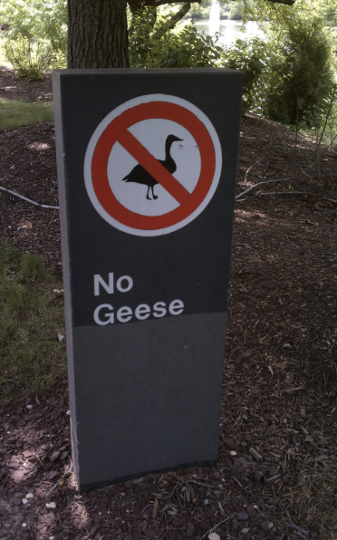 &quot;NO geese&quot;