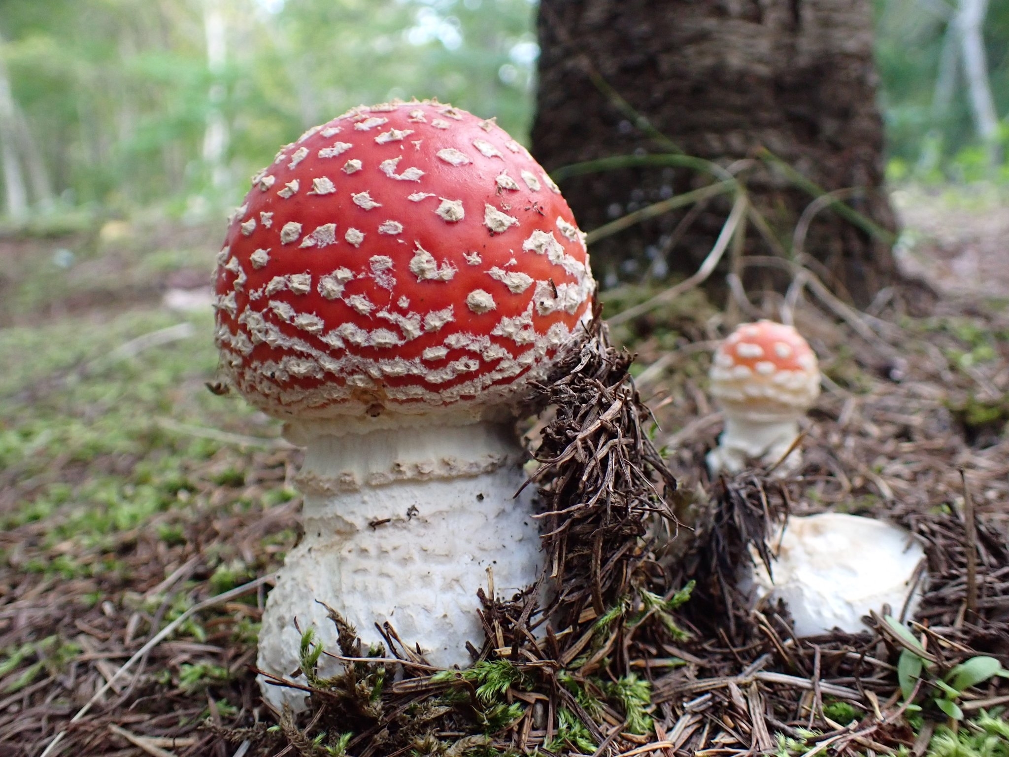 滝野の森staff ベニテングダケ