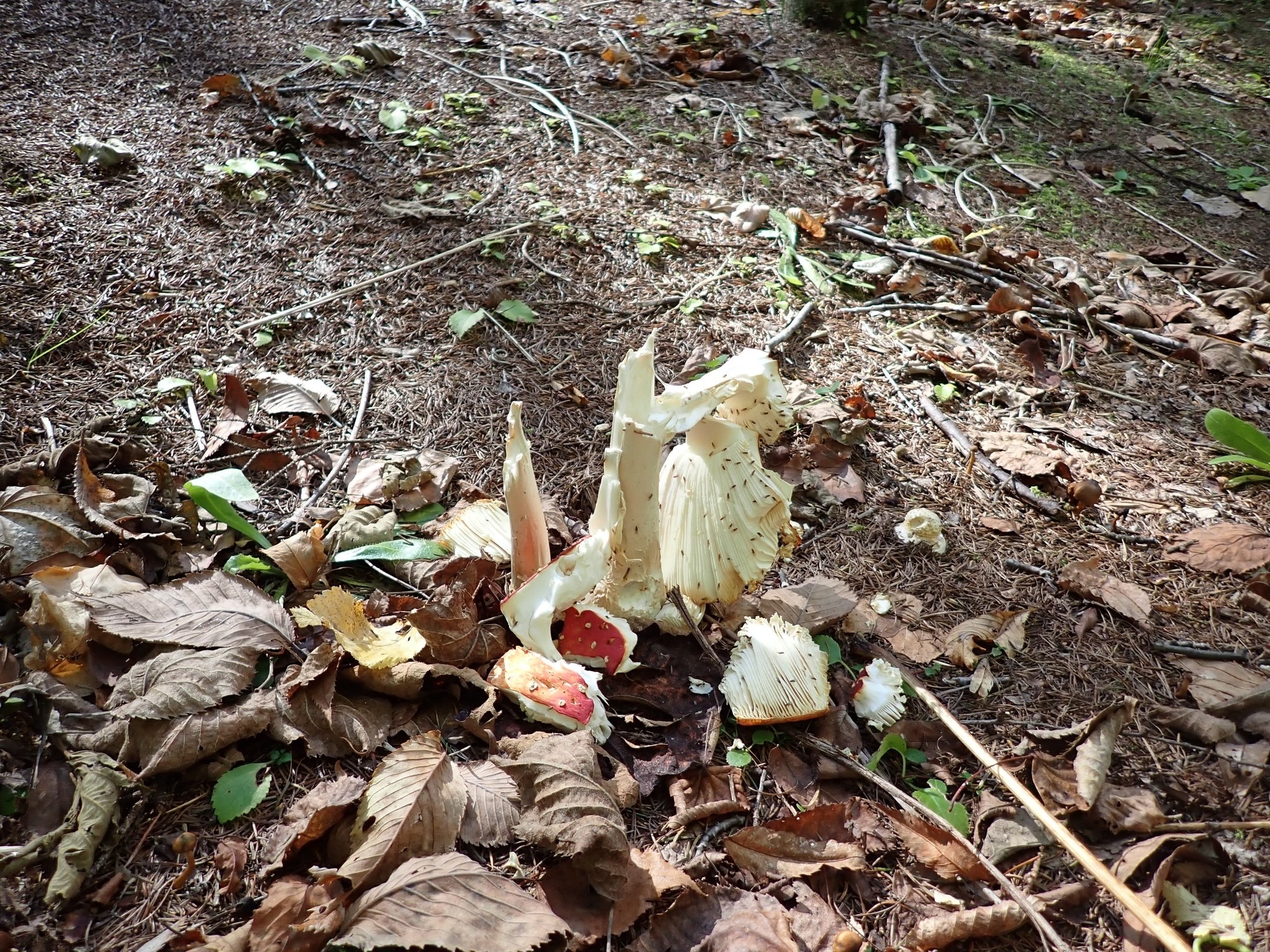 滝野の森staff もっとかじられている