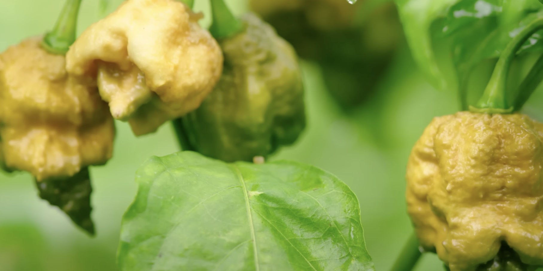 Guinness World Records Names Pepper X the World's New Hottest Chili Pepper - Vimarsana News