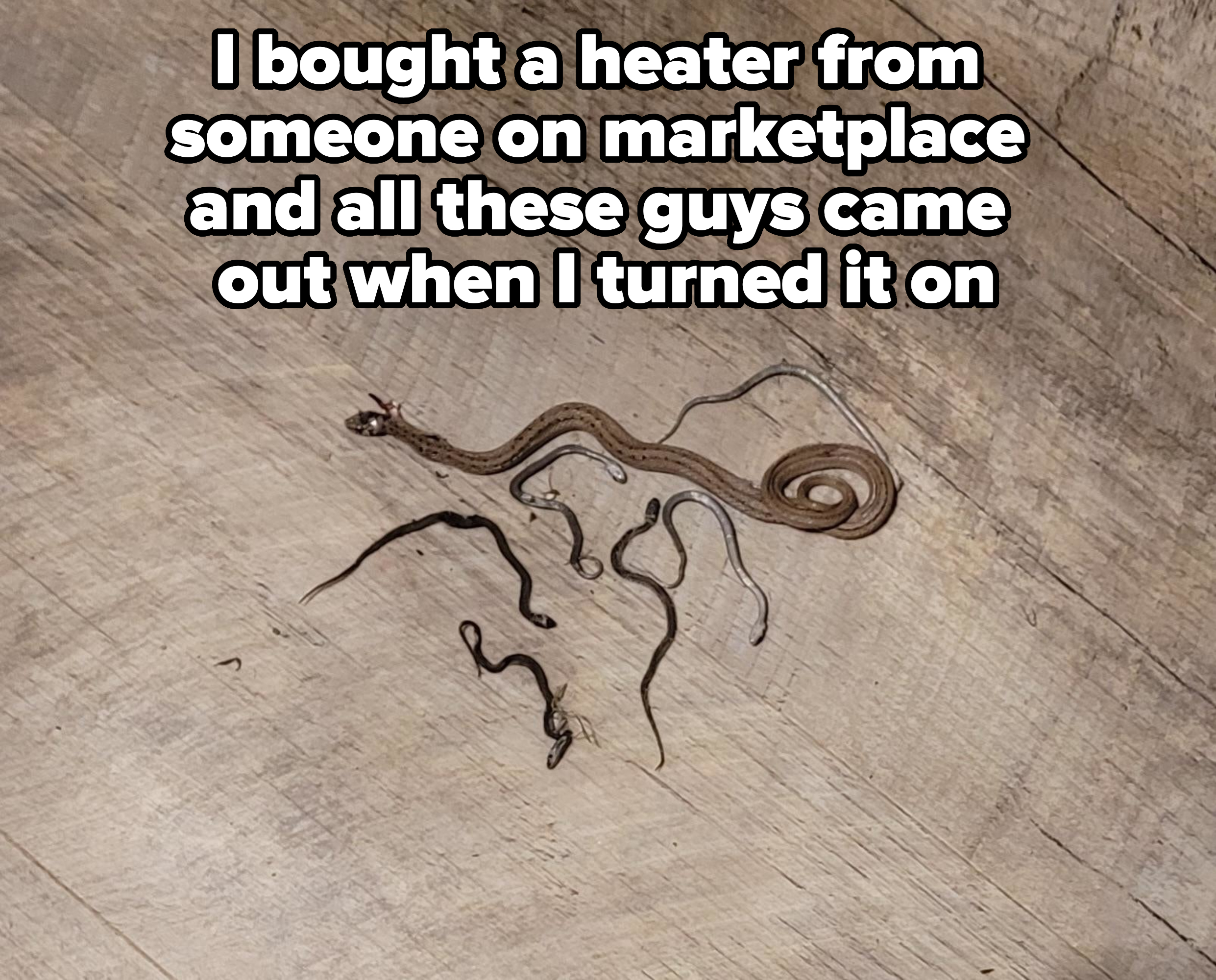 Snakes of different sizes on the floor, with caption, &quot;I bought a heater from someone on Marketplace and all these guys came out when I turned it on&quot;