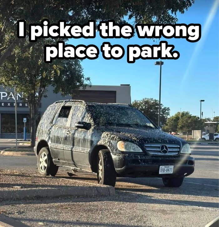 &quot;I picked the wrong place to park,&quot; with SUV covered in bird crap