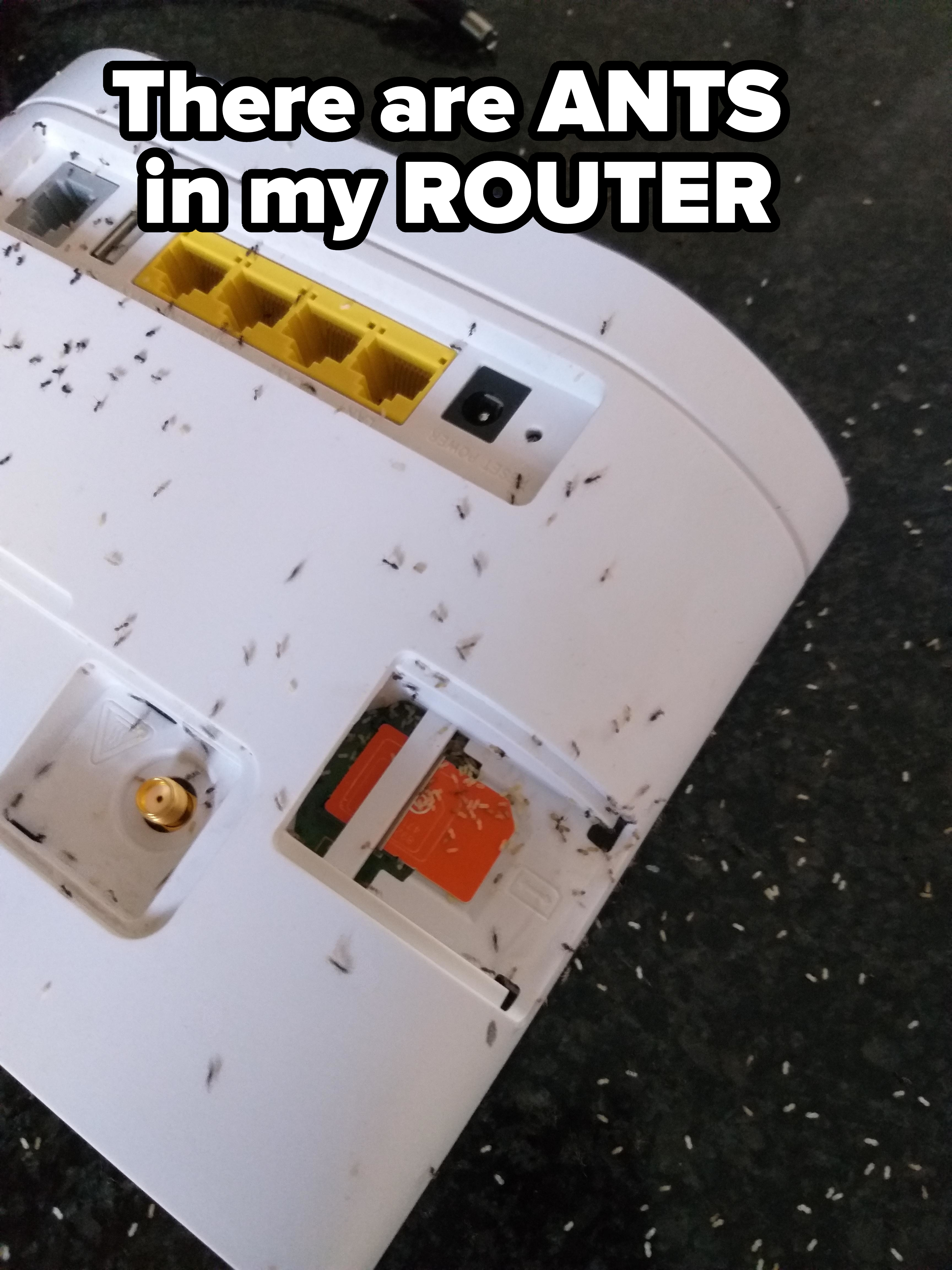 &quot;There are ANTS in my ROUTER,&quot; showing a router with tiny ants all over it