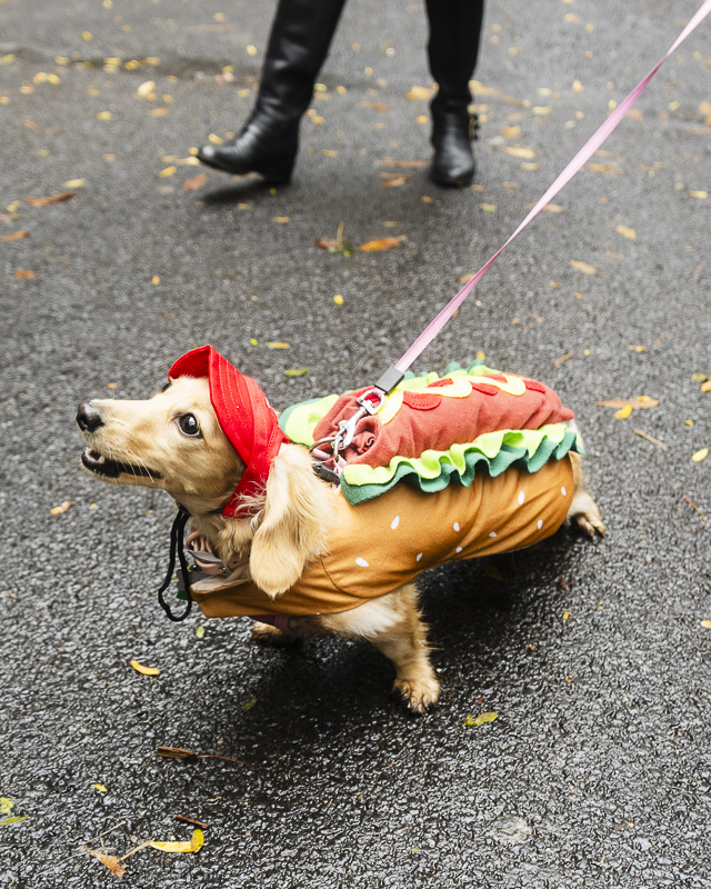 small dog dressed as a hot dog and waring a red cap