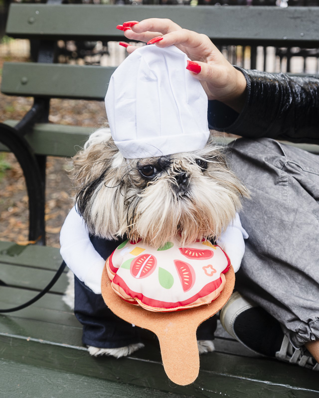 dog dressed as a pizza maker