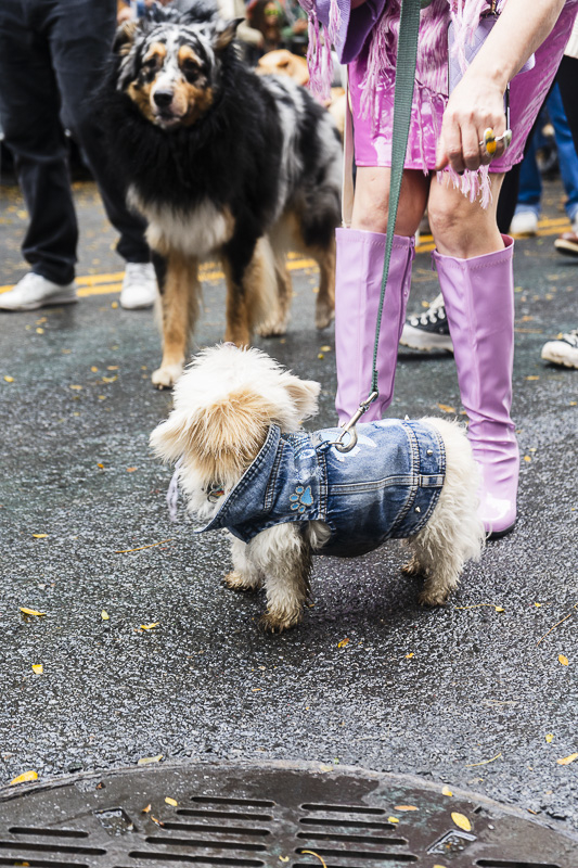 small dog with blue jean jacket dressed as ken from the movie barbie