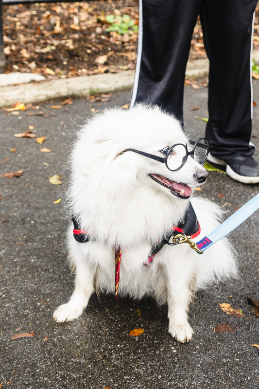 white fluffy dog dressed as harry potter