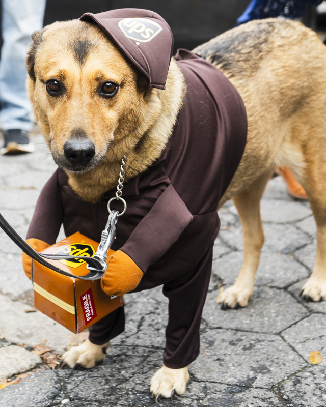 dog dressed as ups delivery person