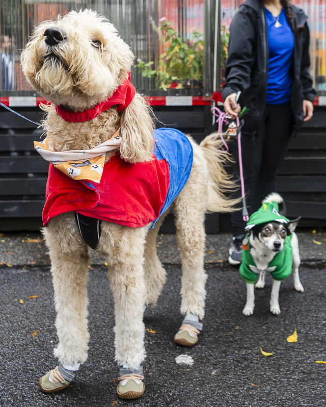 large dog dressed in a red and blue outfit and a smaller dog dressed in a green outfit